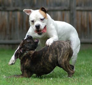 Dogs Playing